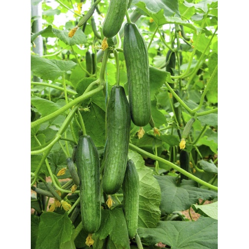 Cucumber FADIA 1 preview web2
