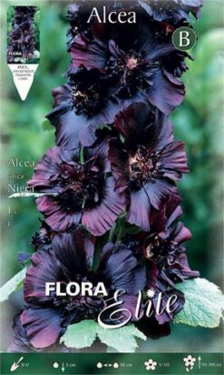 Αλθέα "Rosea Nigra"