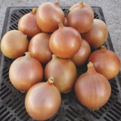 onion world 2430 low resolution SQ 900x900 1