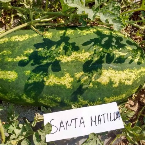 Καρπούζι Βαρέλα Matilde F1 | 500 Σπόρων 1 Καρπούζι Βαρέλα Matilde F1 | 500 Σπόρων