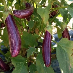 Chabelli F1 01
