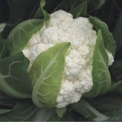 cauliflower flamenco 15023 low resolution SQ SQ 900x900 1