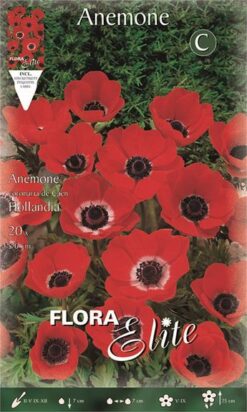 Ανεμώνη "De Caen Hollandia"