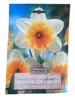 Νάρκισσος Διπλός "Orange Ice Follies"