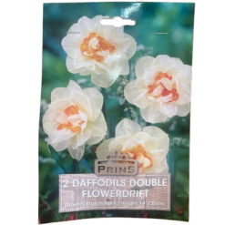 Νάρκισσος Διπλός "Flowerdrift"