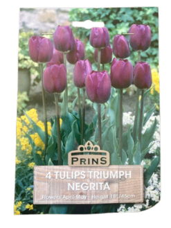 Τουλίπα "Negrita"
