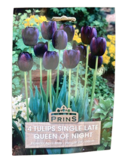 Τουλίπα " Queen of Night"