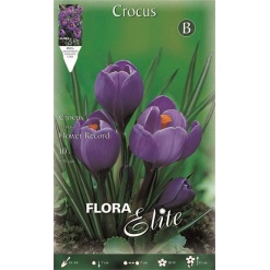Κρόκος Γίγας "Flower Record"