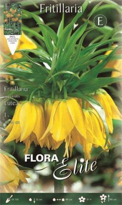 Φριτιλλάρια "Lutea"