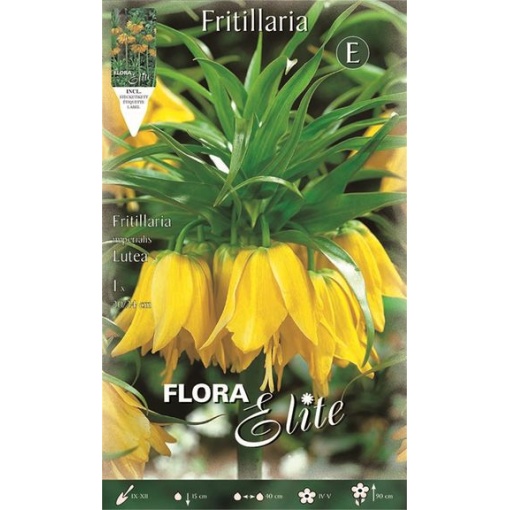 Φριτιλλάρια "Lutea" 1 Φριτιλλάρια "Lutea"