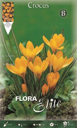 Κρόκος Γίγας "Yellow"