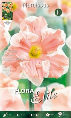 Νάρκισσος "Apricot Whirl"
