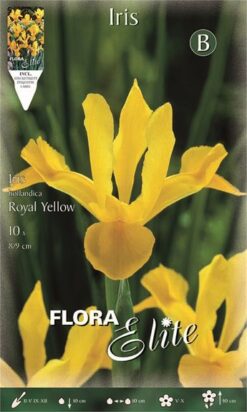 Ίριδα "Royal yellow"