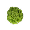 Μαρούλι Lolla Πράσινη Liadine RZ | 5000 Pellets 8 webimage D7344DB7 8518 47B9 840041DADAF74CEA
