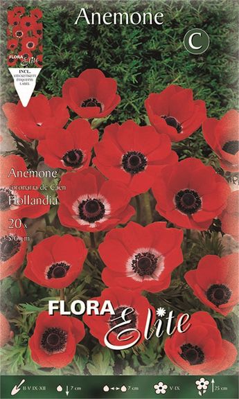 Ανεμώνη "De Caen Hollandia"