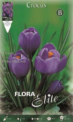 Κρόκος Γίγας "Flower Record"