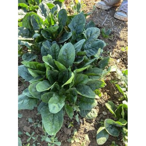 Σπανάκι Χειμερινό El Halay F1 | 100.000 Σπόρων 1 Σπανάκι Χειμερινό El Halay F1 | 100.000 Σπόρων