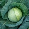Cabbage Supreme Vantage 44A1776 800x800 1