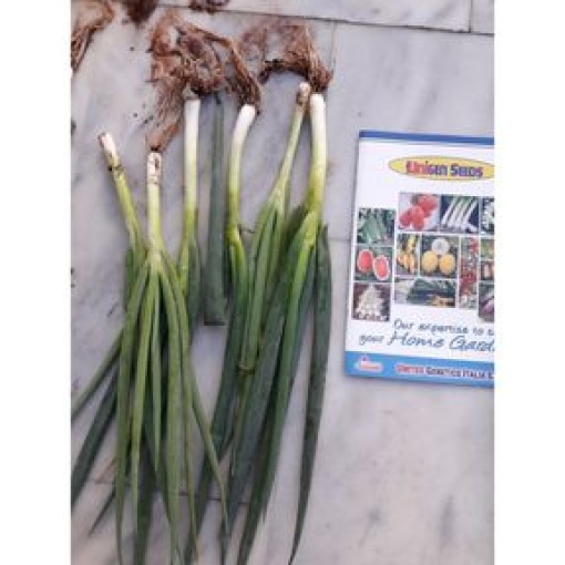 Πρασσοκρέμυδο Long Tokyo | 500gr