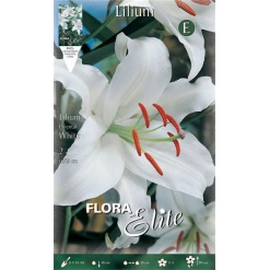 Λίλιουμ Oriental "White"