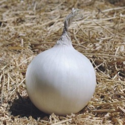 onion white icepearl 3673 low resolution SQ 900x900 1