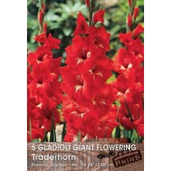 Γλαδίολα "Traderhorn"
