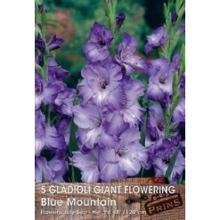 Γλαδίολα "Blue Mountain"