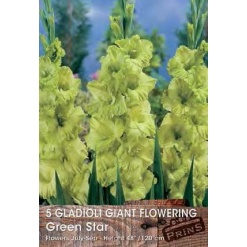 Γλαδίολα " Green Star "