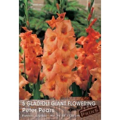 Γλαδίολα "Peter Pears"