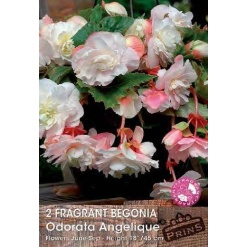 Μπιγόνια Αρωματική “Odorata Angelique"