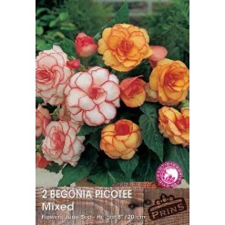 Μπιγόνια "Picotee Mixed"