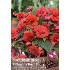 Μπιγόνια Αρωματική "Odorata Red Glory"