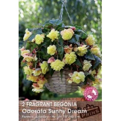 Μπιγόνια Αρωματική “Odorata Sunny Dream"