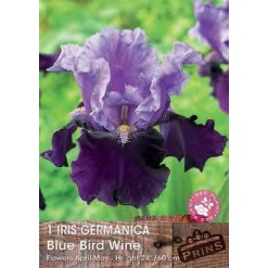 Ίριδα Germanica "Blue Bird Wine"