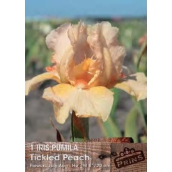 Ίριδα Germanica "Tickled Peach"