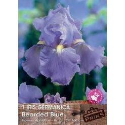 Ίριδα Germanica "Bearded Blue"