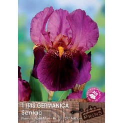 Ίριδα Germanica "Senlac"