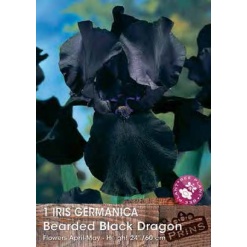 Ίριδα Germanica " Bearded Black Dragon "