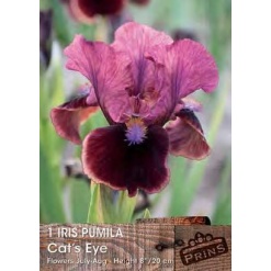 Ίριδα Germanica "Cat's eye"
