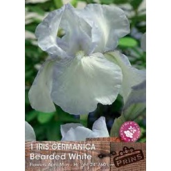 Ίριδα Germanica "Bearded White"
