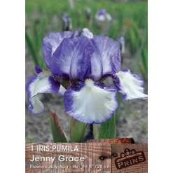 Ίριδα Germanica "Jenny Grace"