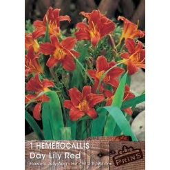 Εμεροκαλλίδα Κόκκινη “Day Lily Red”
