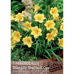 Εμεροκαλλίδα Κίτρινη “Day Lily Stella d'Oro”