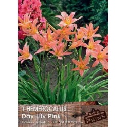 Εμεροκαλλίδα Ροζ “Day Lily Pink”
