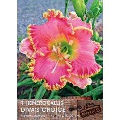 Εμεροκαλλίδα Διπλή "Divas Choice"
