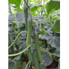 AIOLOS long cucumber GREECE