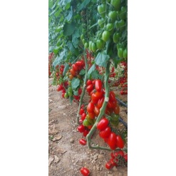 Alternative view of Βελανίδι Lollypop F1 | 500 Σπόρων