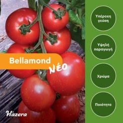 tomato Bellamond