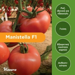 Τομάτα Ροζ Αναρριχώμενη Manistella F1 | 1000 Σπόρων 3 tomato Manistela