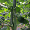 Αγγούρι Μακρύ Ifestos F1 | 500 Σπόρων 3 webimage IFESTOS long cucumber Greece 6